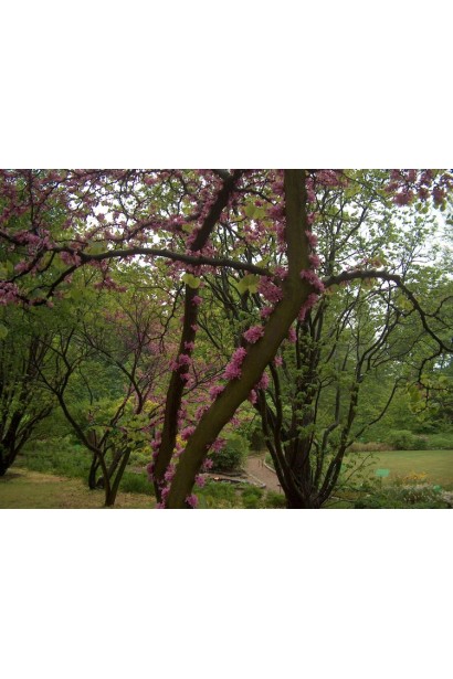 Декоративність Церцису європейського